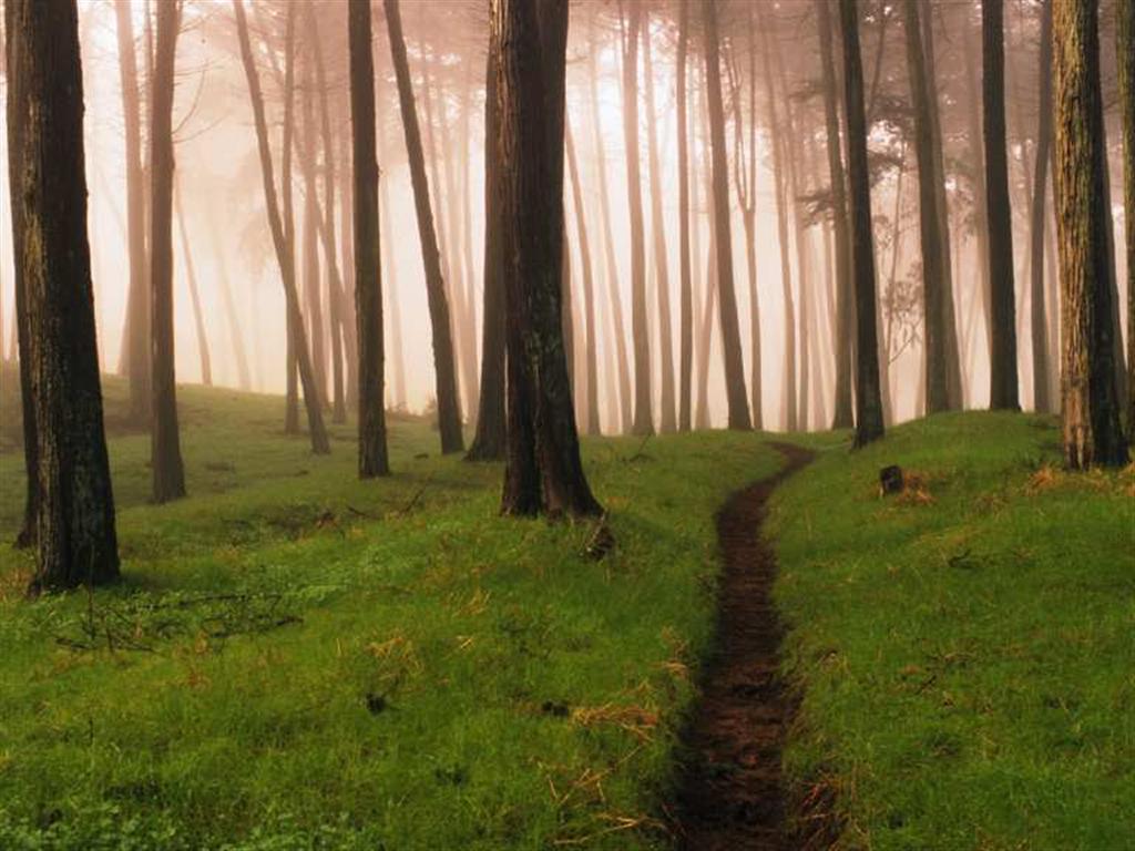 Forest04