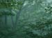 Forest02