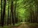 Green Forest